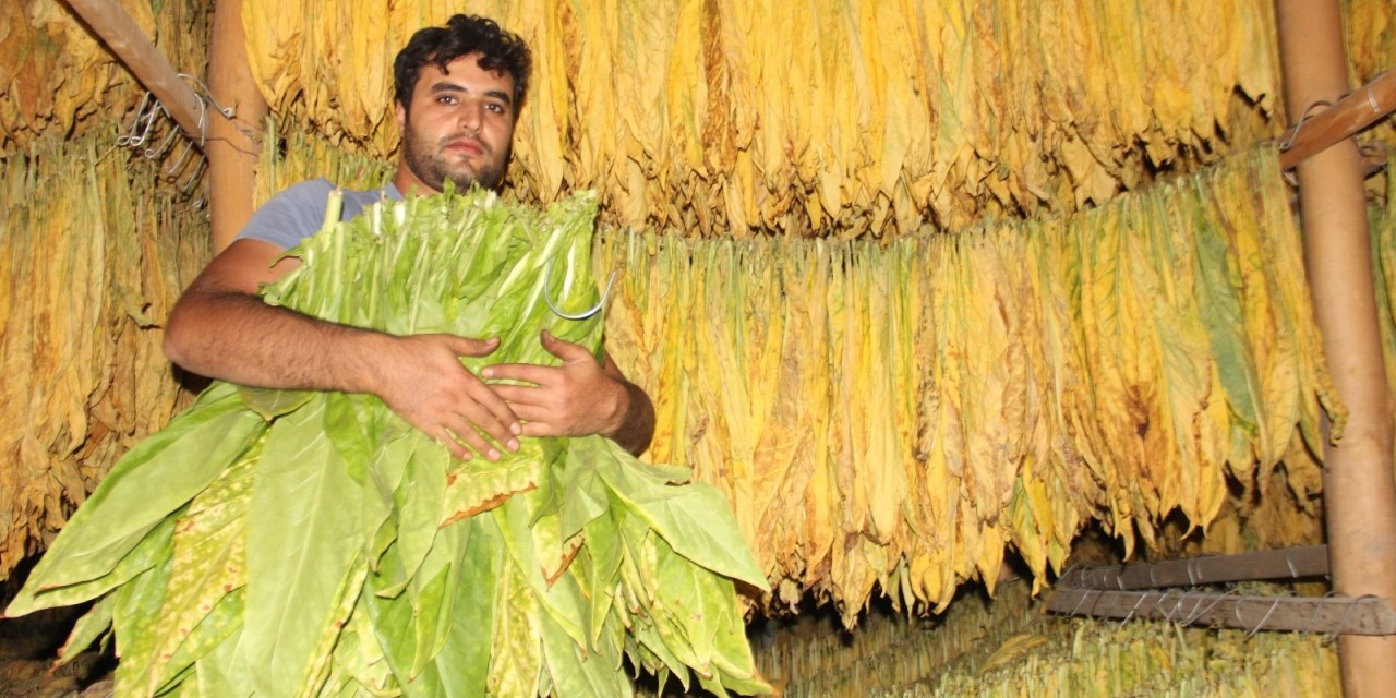 Çatı Katı Değil ‘tütün’ Katı