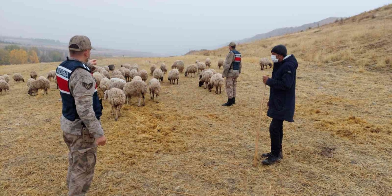 Kayıp Koyunları Jandarma Drone İle Buldu