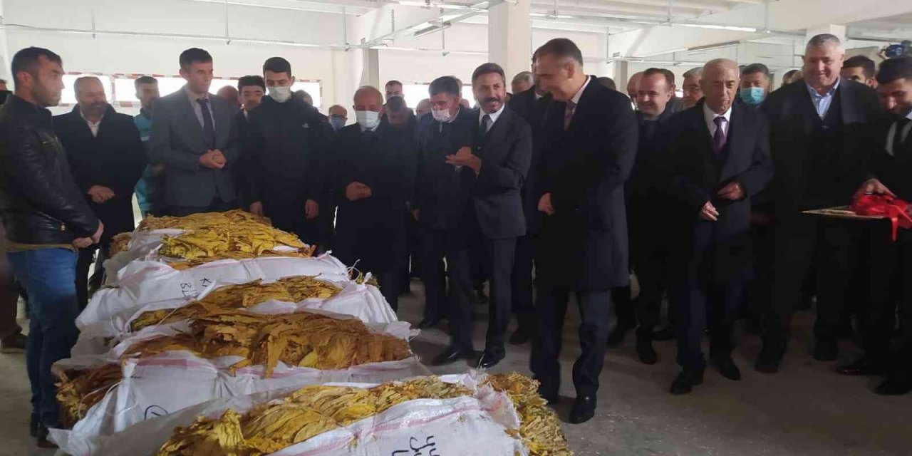 Çelikhan Tütün Üretim Ve Pazarlama Kooperatifi Tütün Alımına Başladı