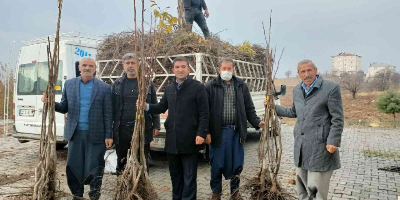 Sincik'te Ceviz Ve Badem Fidanı Dağıtıldı