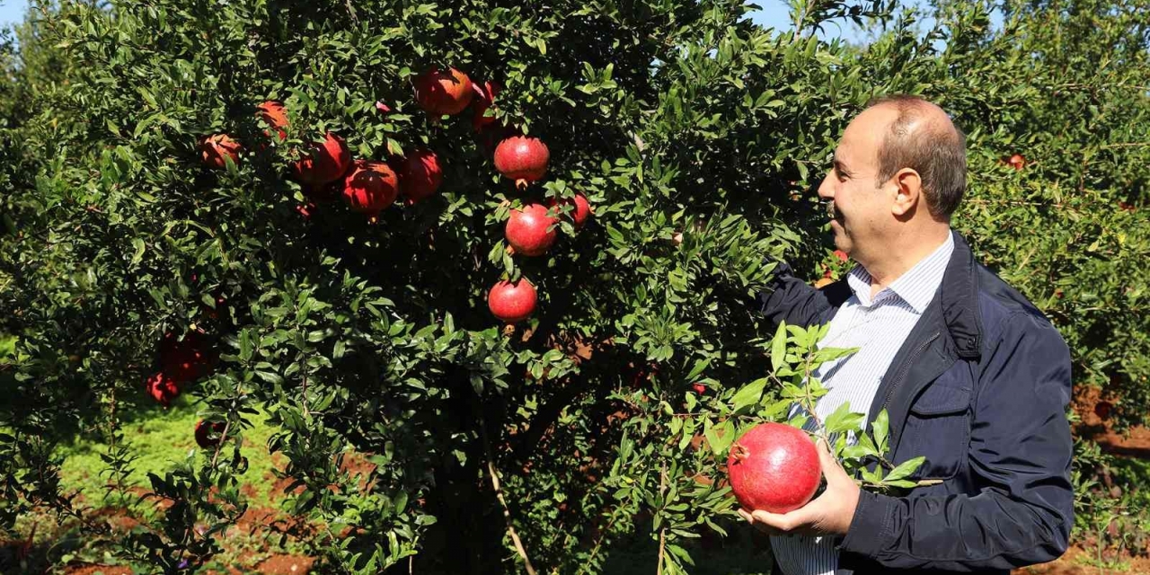 Oğuzeli’nde Bir Yılda 400 Ton Nar İşlendi