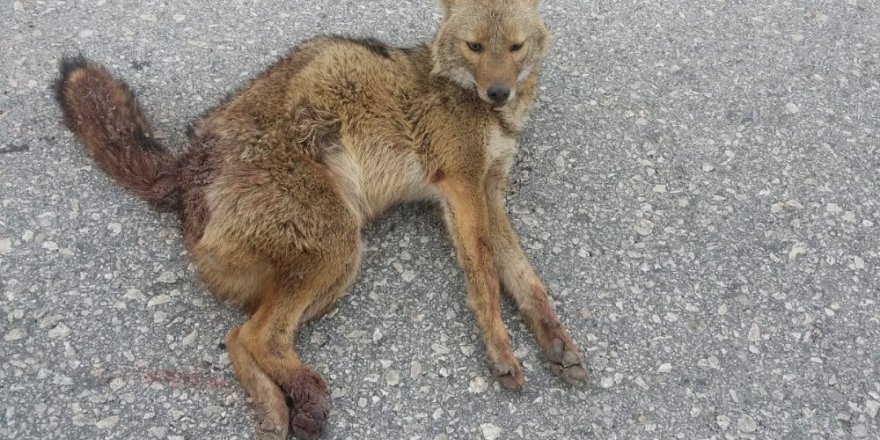Adıyaman’da Tilkiye Otomobil Çarptı