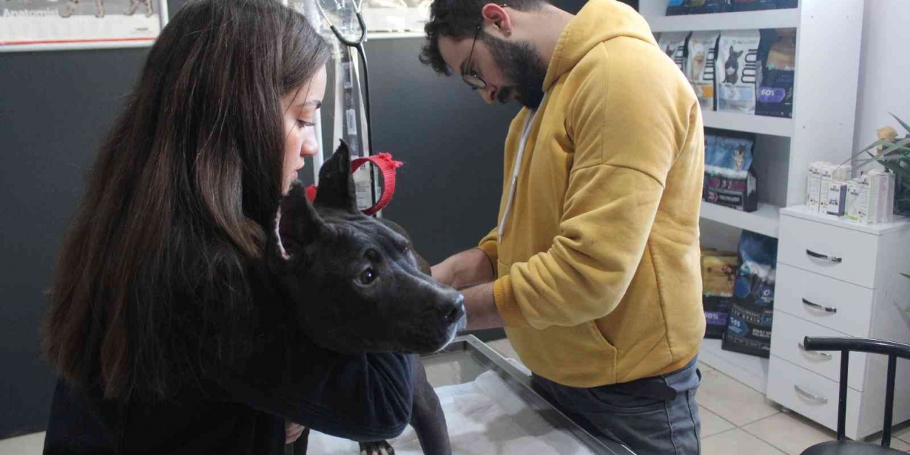 Veteriner Kliniklerinde Son Gün Çip Yoğunluğu