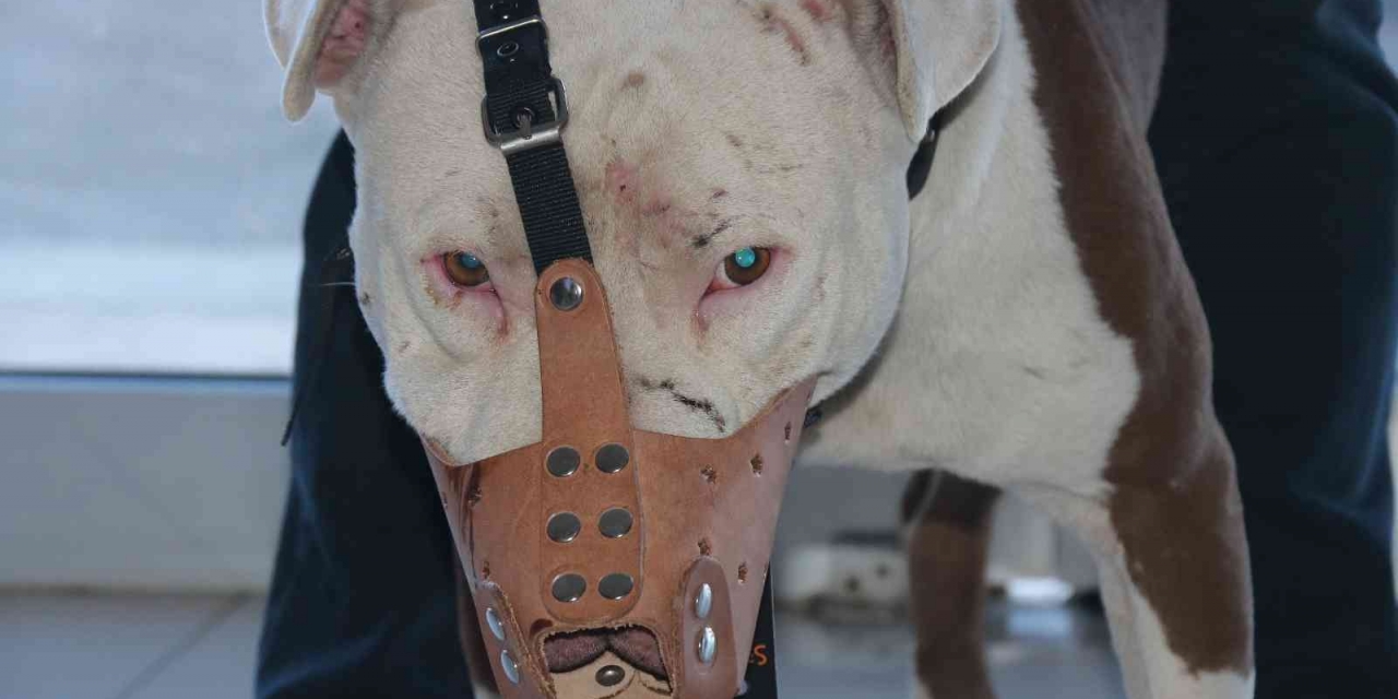 ‘yasaklı Irk’ Köpek Sahipleri Silah Alamıyor, Saldırgan Köpek Yetiştiriyor
