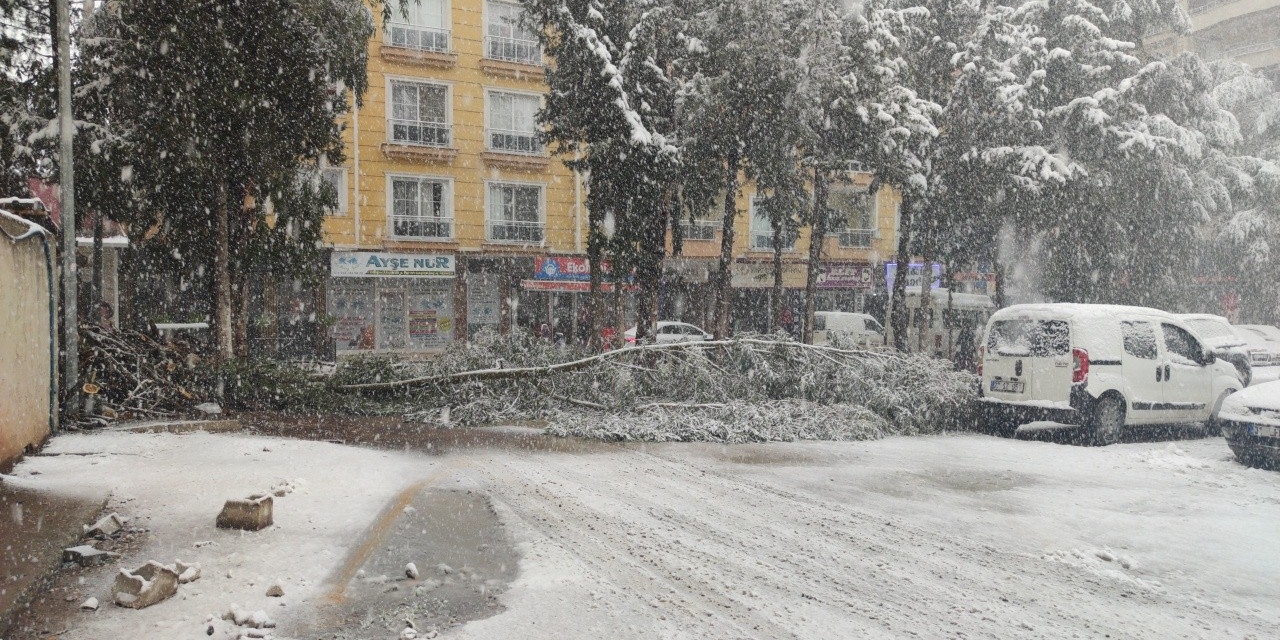 Gaziantep’te Yoğun Kar Yağışı Nedeniyle Ağaçlar Devrildi