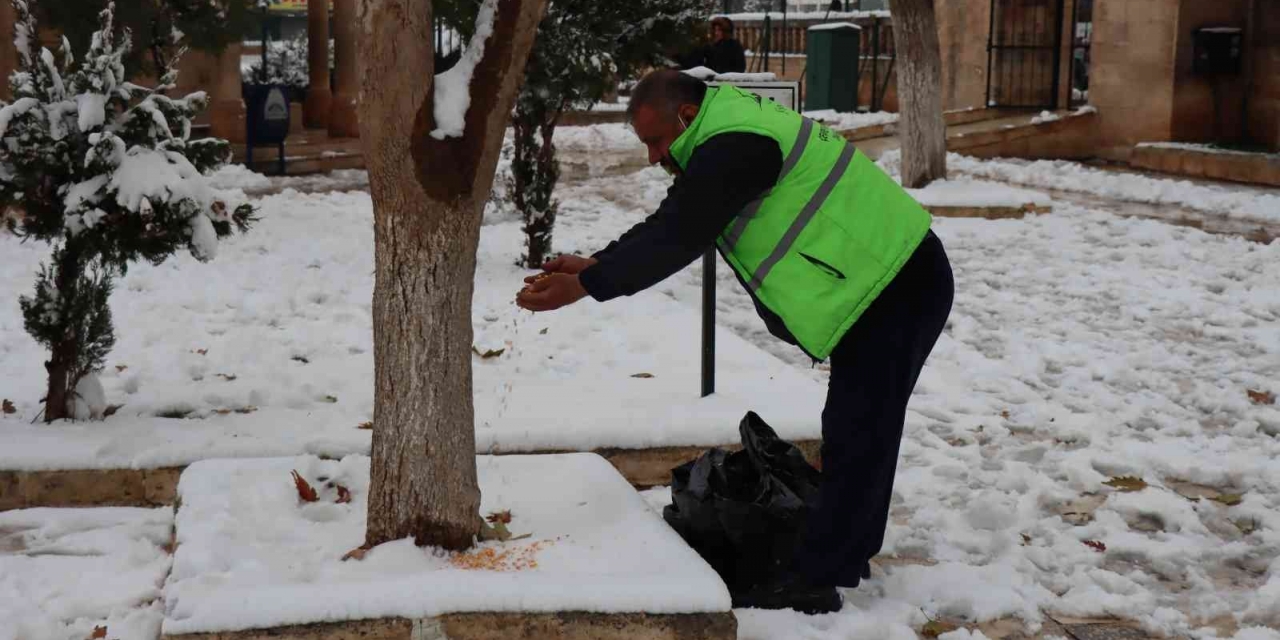 Şanlıurfa’da Sokak Hayvanları Unutulmadı