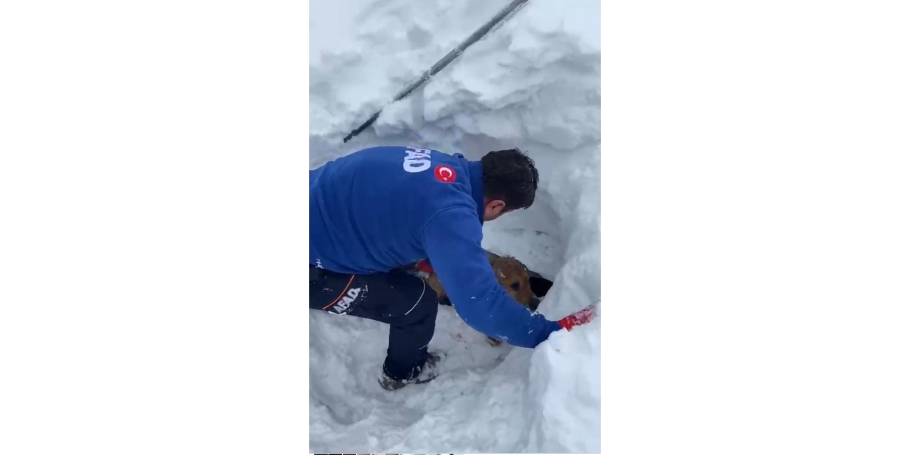 Enkaz Altında Kalan Köpeği Afad Ekipleri Kurtardı