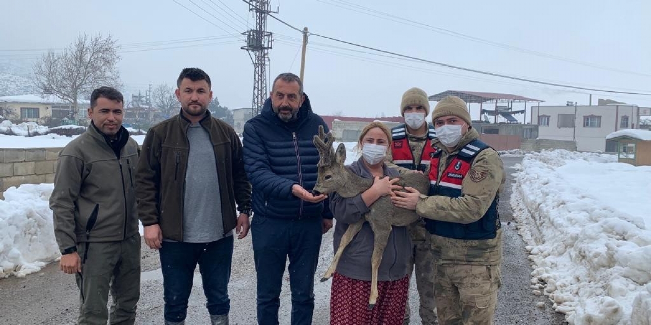 Köylülerin Bulduğu Yaralı Karaca Hayvanat Bahçesinde Tedaviye Alındı