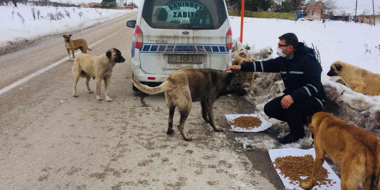 Şahinbey Belediyesi Sokak Hayvanlarını Unutmadı