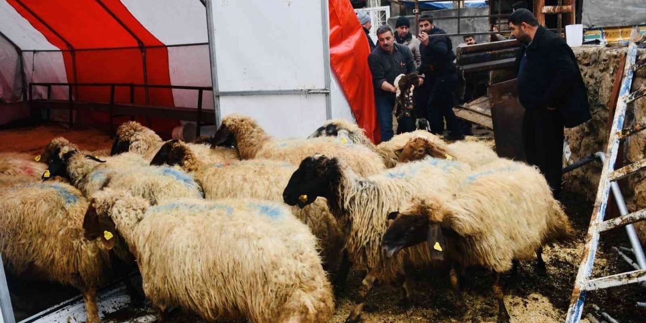 Çolak Ailesine Koyun Desteği