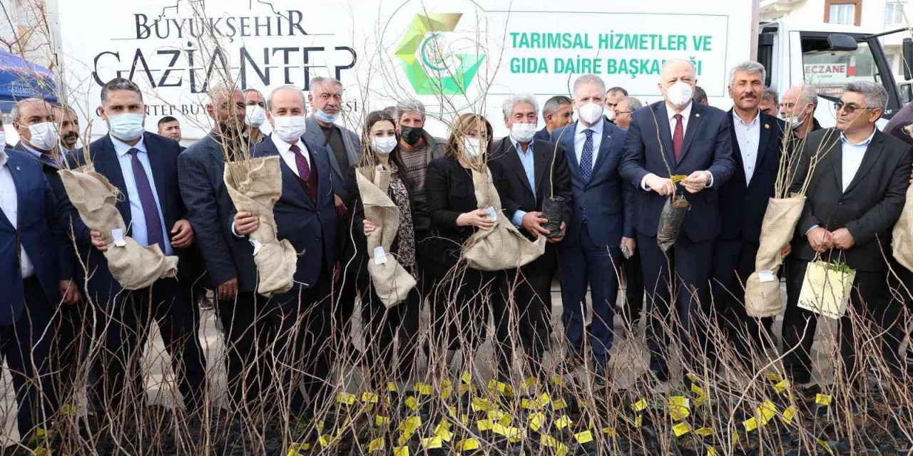 Oğuzeli’nde Çiftçiye 15 Bin Nar Ve 10 Bin Antep Fıstığı Fidanı Dağıtıldı