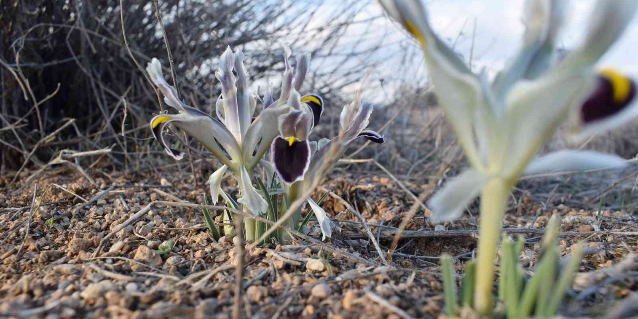 Malatya’da Nevruz Çiçekleri Açtı