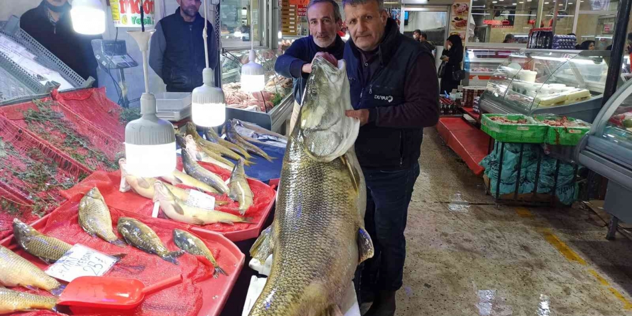 Karakaya Barajında 144 Kiloluk Balık Yakalandı