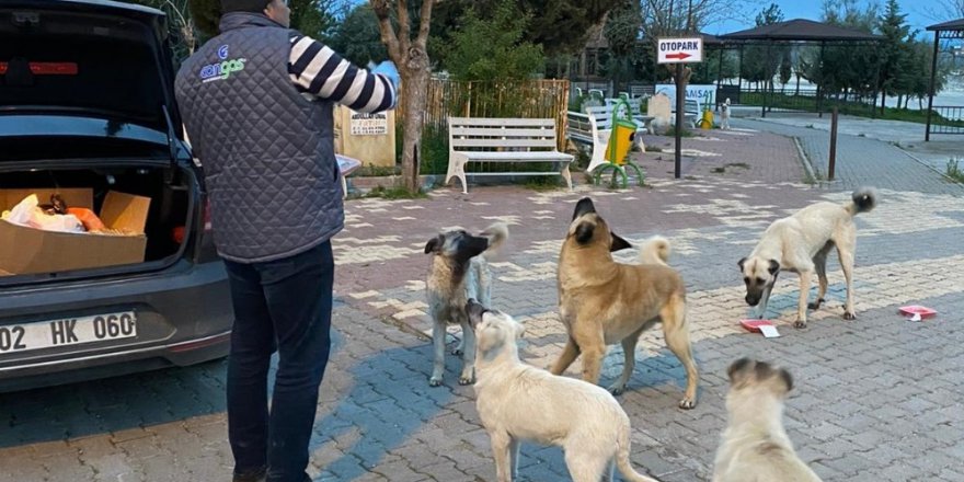 Samsat Belediyesi Aç Kalan Hayvanları Unutmadı