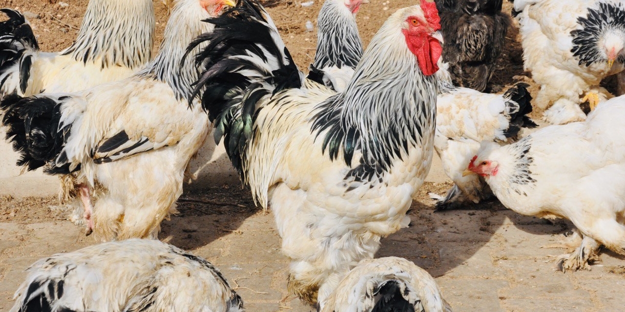 Ders Yapmak İçin Ürettiler, Okul Bahçesini Çiftliğe Dönüştürdüler
