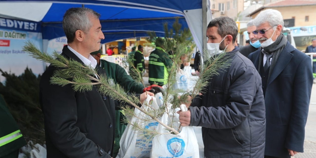 Şahinbey’de 150 Bin Çam Fidanı Dağıtıldı