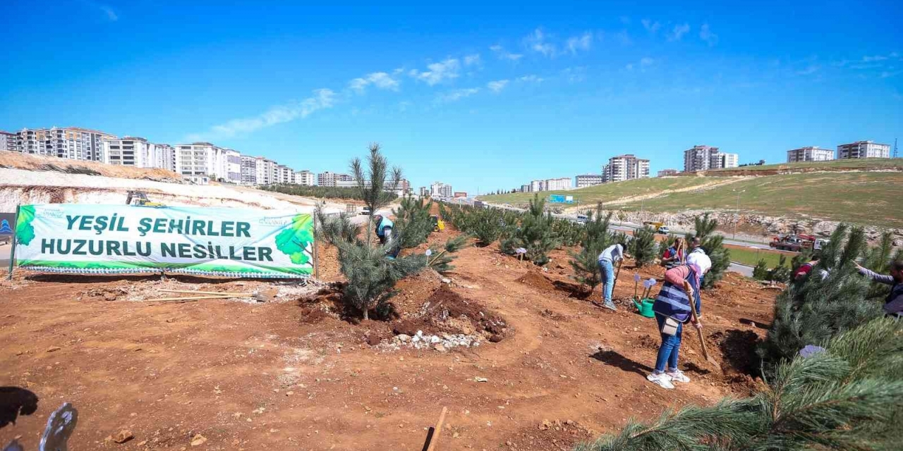 Büyükşehir 250 Karaçam Dikimi Yaptı