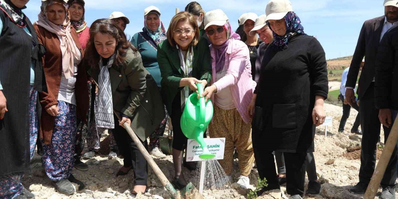 Büyükşehir, Tıbbi Ve Aromatik Bitkiler Ormanı Kurdu