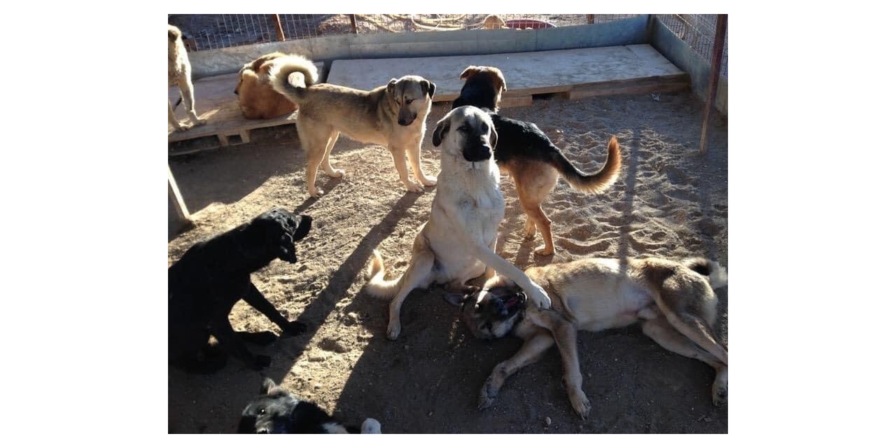 Sokak Hayvanları İçin Cahide Vakfı Kuruldu