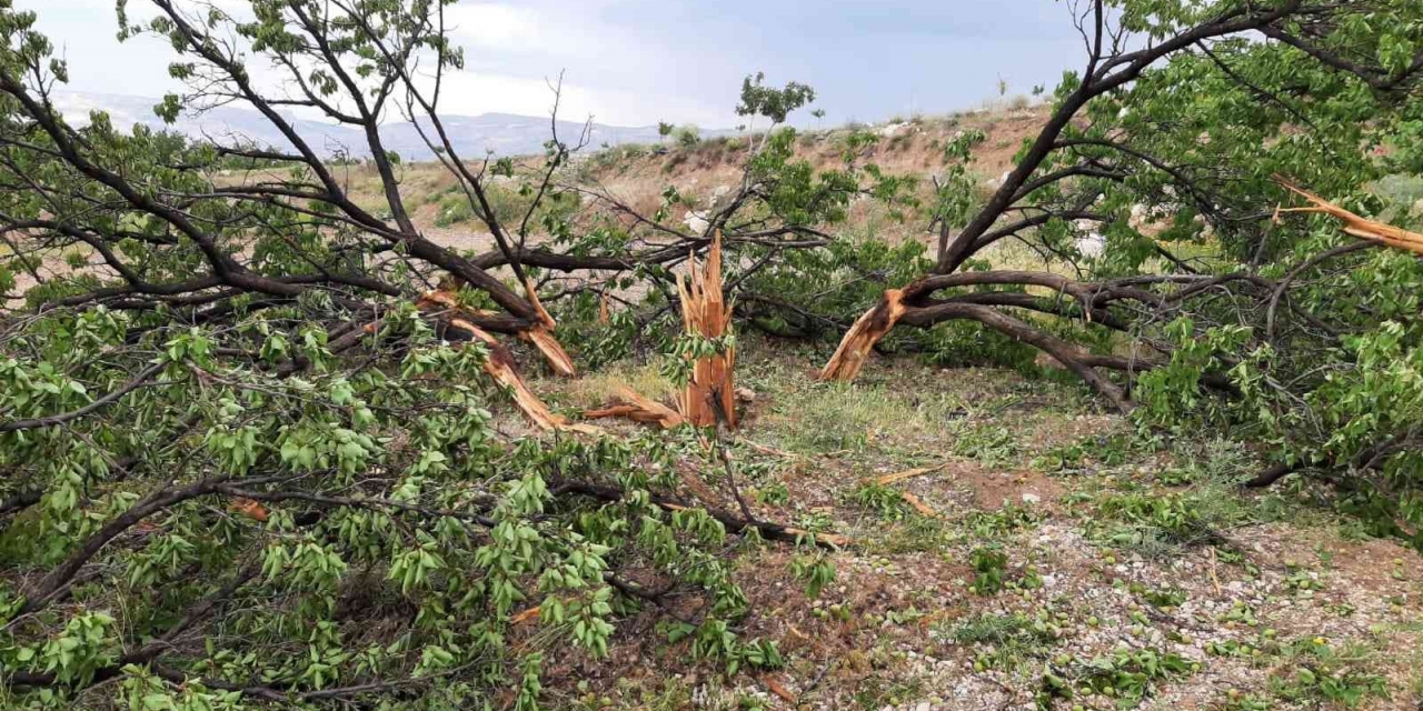 Yıldırım Düşen Ağaç Parçalandı