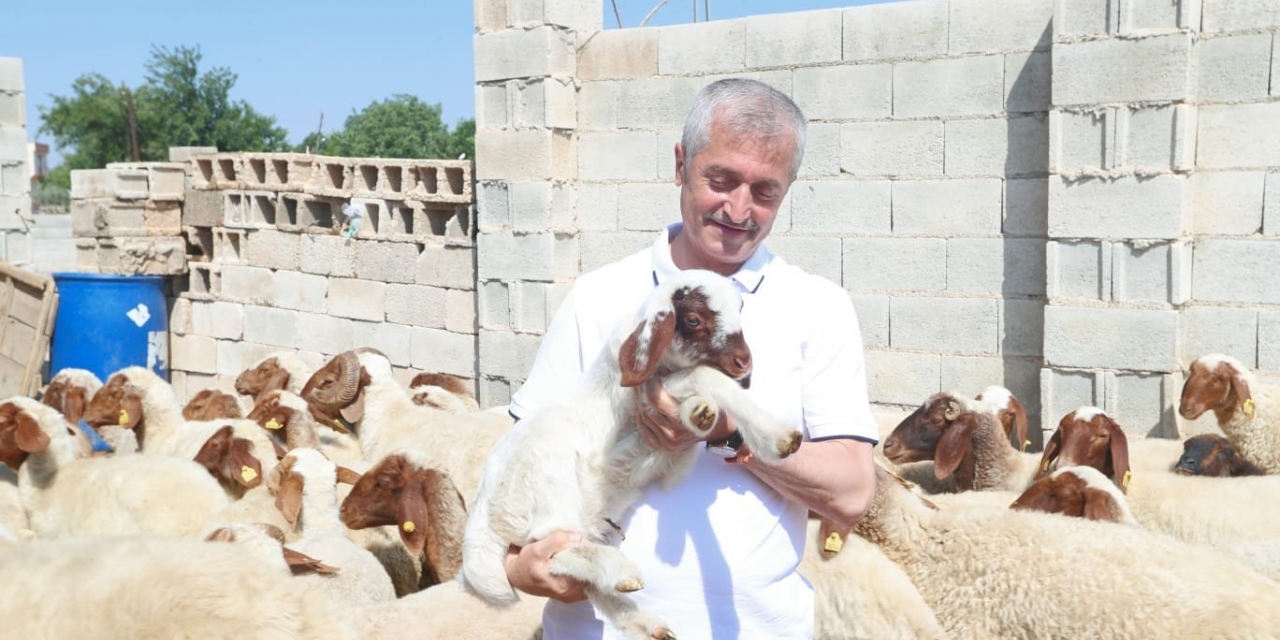 Şahinbey’de Hayvancılık Gelişiyor