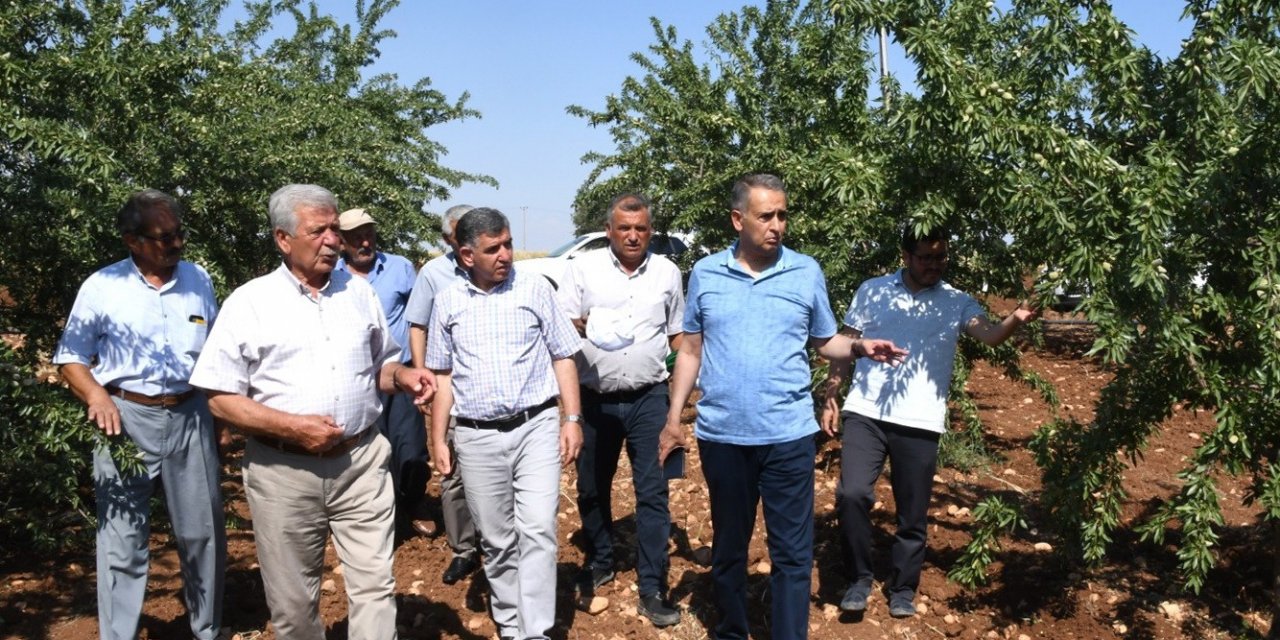 Vali Çuhadar, Meyve Fidanı Üretim Merkezini İnceledi