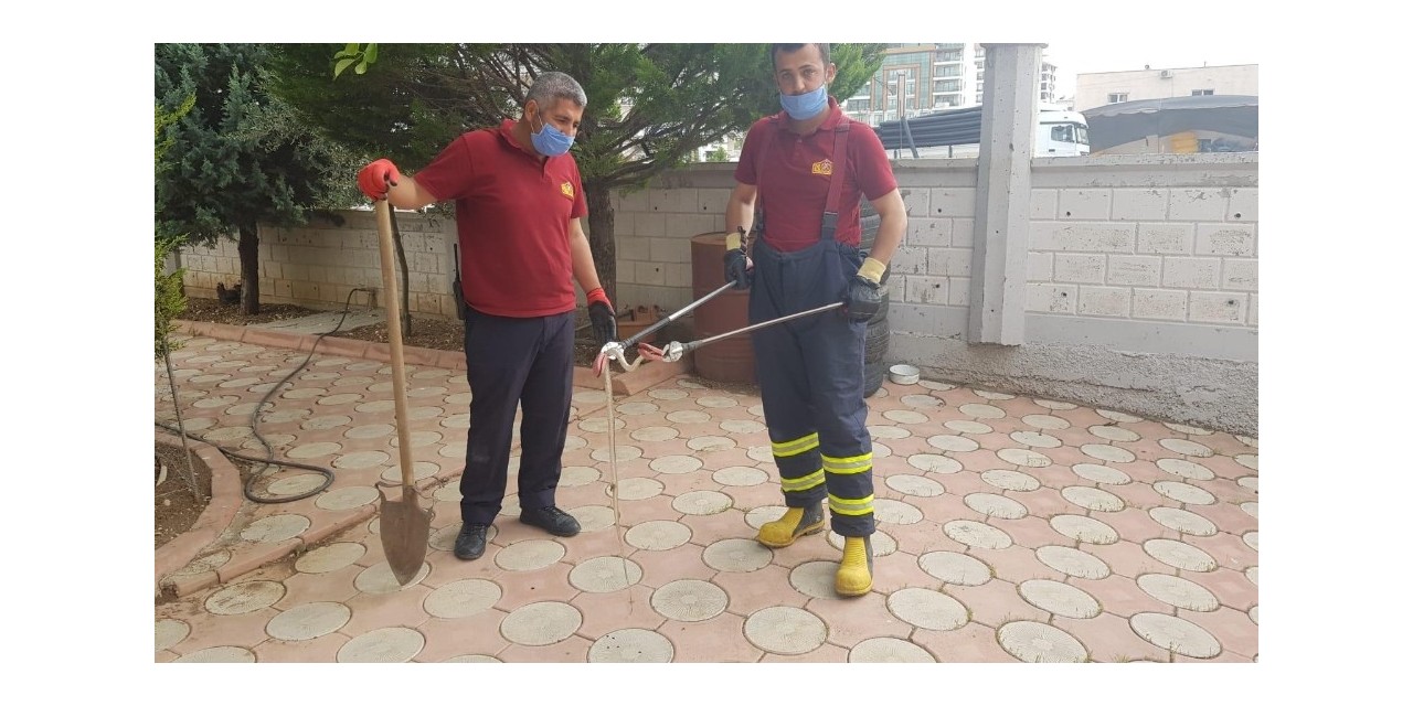 İş Yerine Giren Yılan Yakalandı