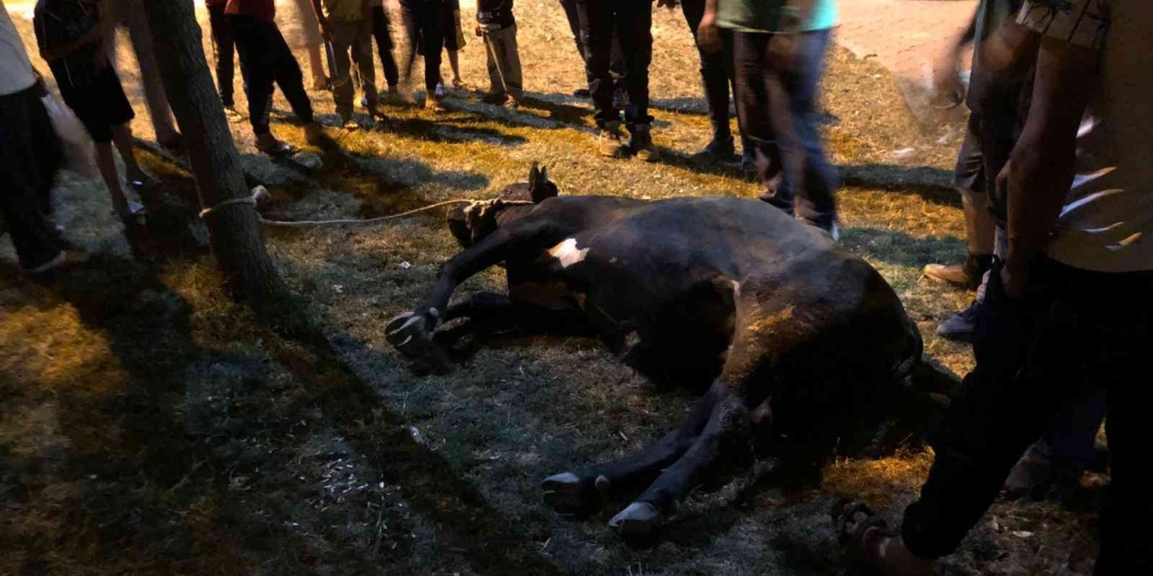 Kaçan Danayı Kurban Yakalama Timi Yakaladı