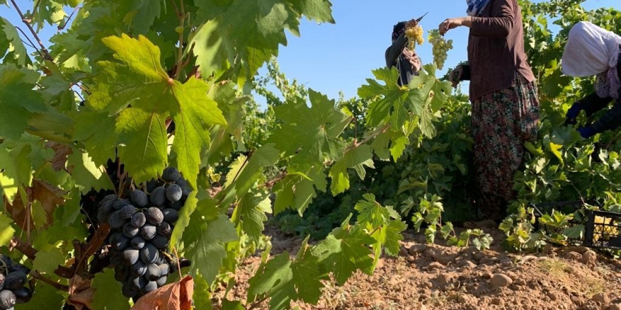 Antep Karası Üzümünde Hasat Zamanı