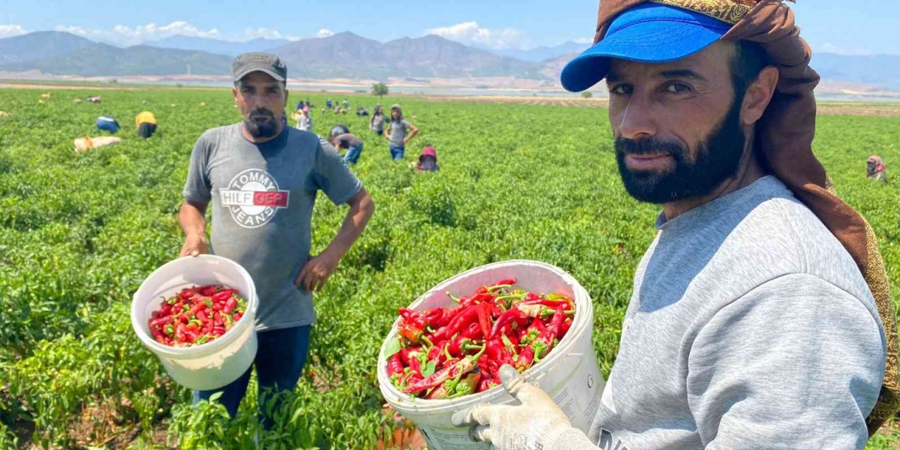 İslahiye’de ’acı’ Hasat