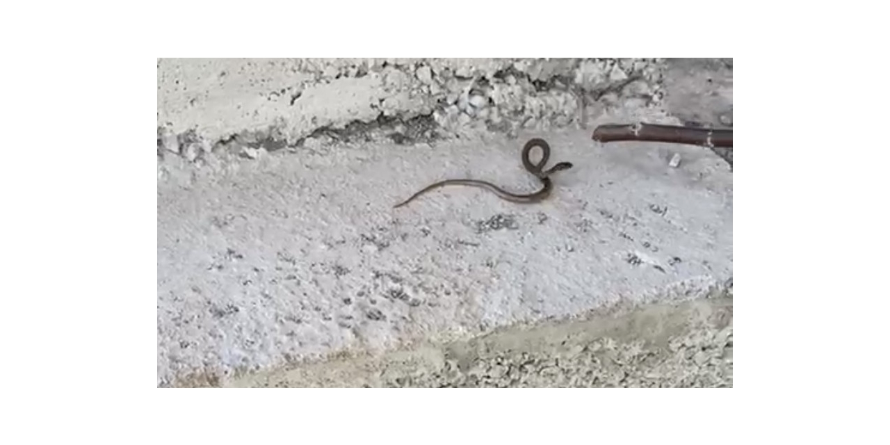 Çılgın Çoban Önce Yılanla Oynadı, Sonra Yaşam Alanına Bıraktı