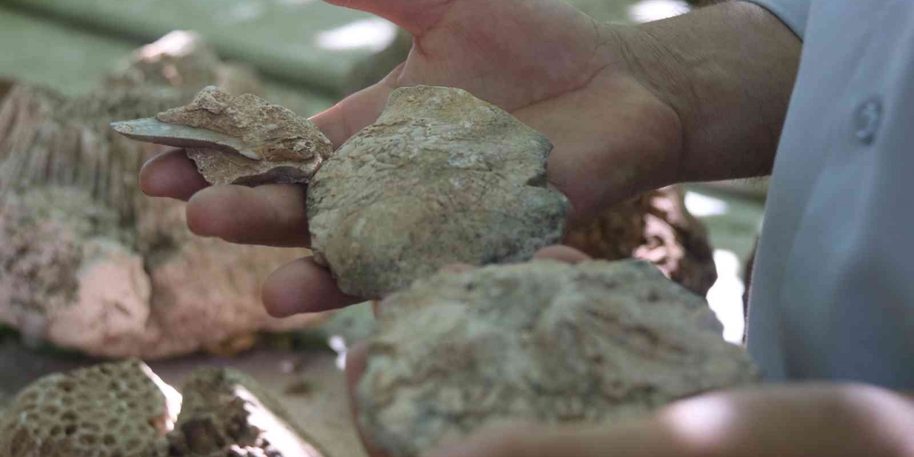 Evinin Dört Bir Yanı 350 Milyon Yıllık Fosillerle Dolu