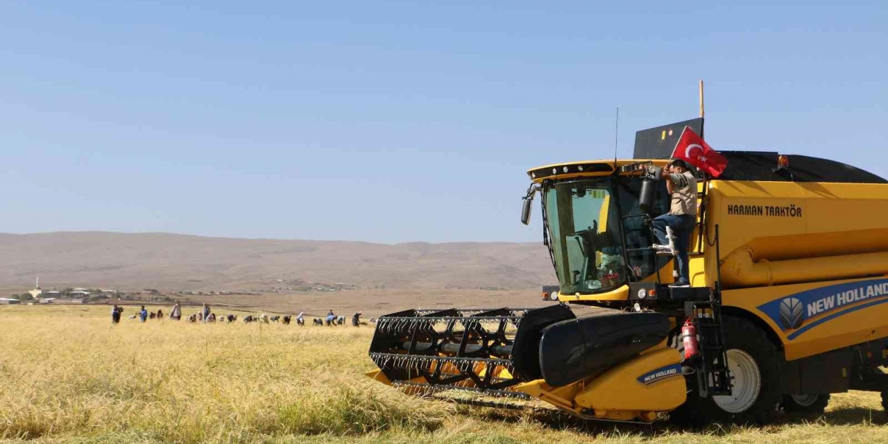 Taşlı Arazilerde Yetişen Tescilli Karacadağ Pirincinin Hasadı Başladı