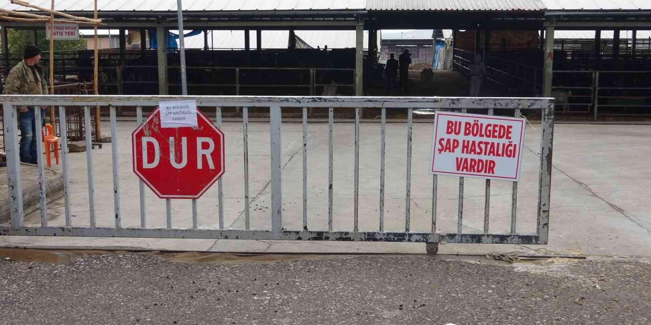 Adıyaman Hayvan Pazarında Şap Salgını
