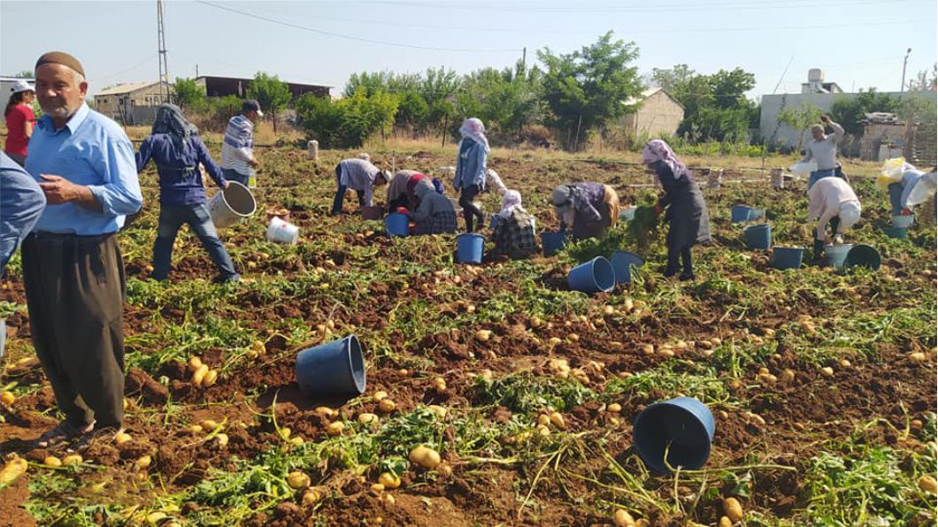Kahta’da yerli patates hasadı yapıldı