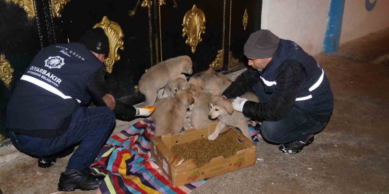 ’can Dostlar’ İçin 44 Noktaya Mama Bırakıldı