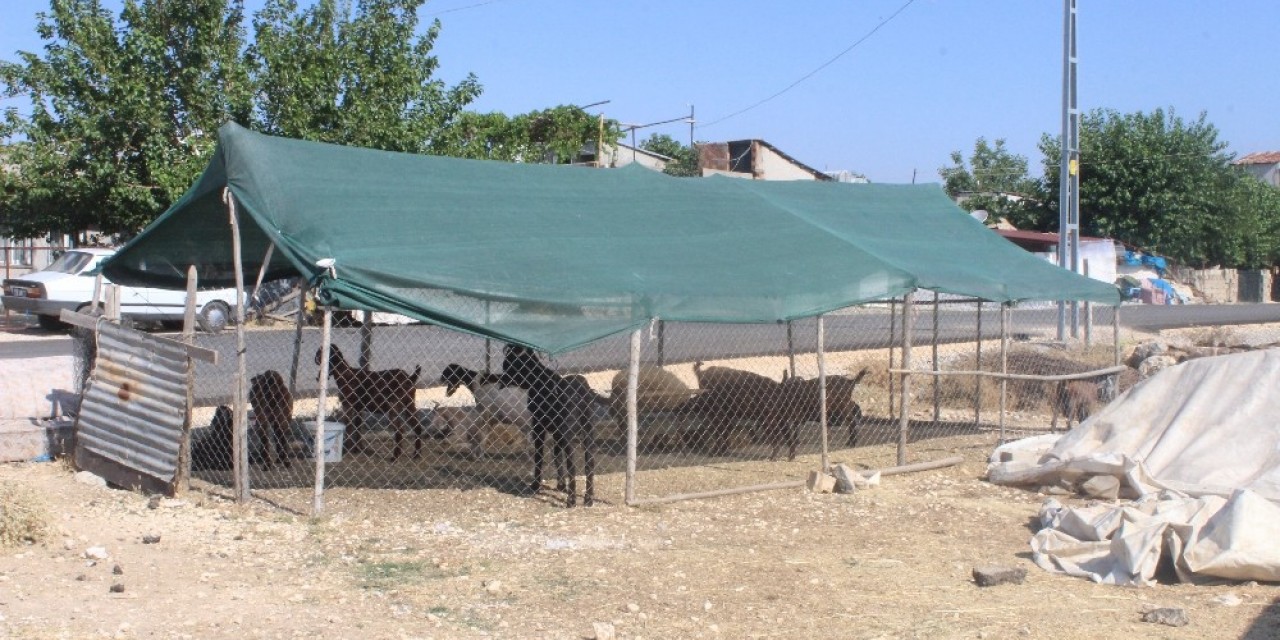 Hayvanlar Güneşten Tente İle Korunuyor