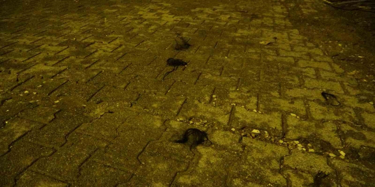 Kadınların Saç Baş Yolduran Kavgasında Bıçaklanan Polis Memuru Yaralandı