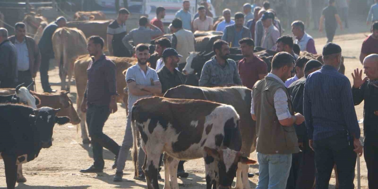 Diyarbakır’da İşin Ehlinden Acemi Kasap Uyarısı