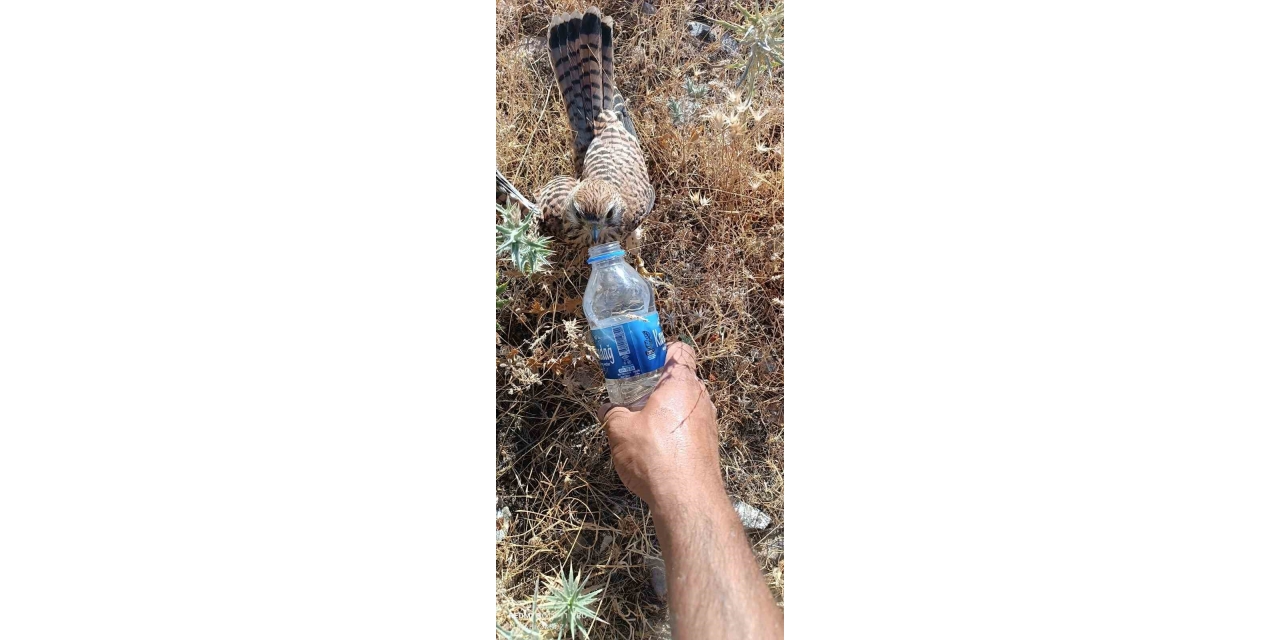 Sıcaktan Bunalan Kerkenez Kuşuna Şişeyle Su İçirdi