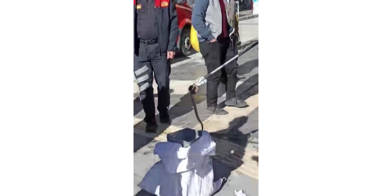 Kaldırımda Yılan Paniği