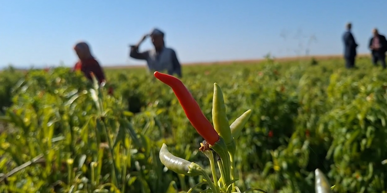 Şanlıurfa’da İlk Kez Ekilen Ürün Çiftçinin Yüzünü Güldürdü