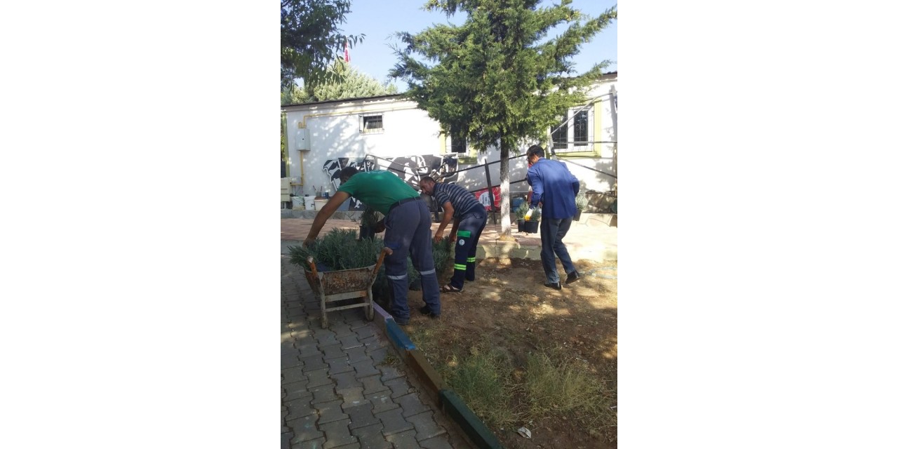 Besni’de Lavanta Fidanları Toprakla Buluşacak