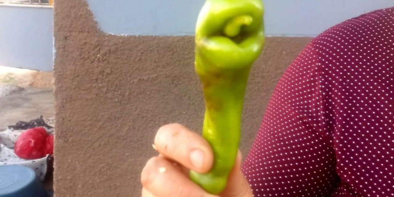 Yılan Başına Benzeyen Biber