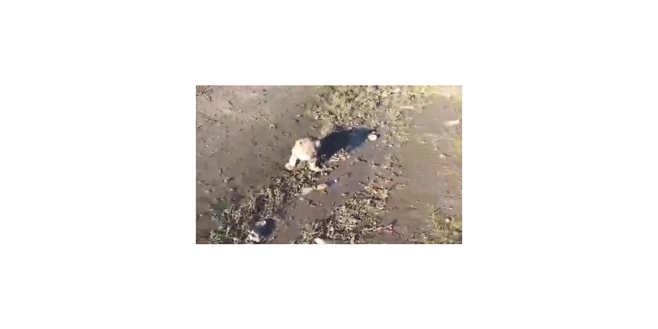 Yol Kenarında Görülen Yavru Aslan Aranıyor
