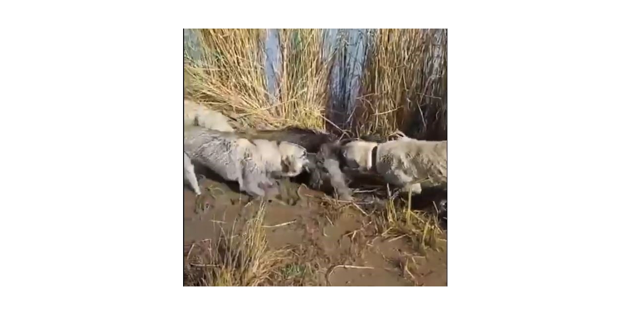 Siverek’te Yaralı Yaban Domuzunu Köpekler Parçaladı