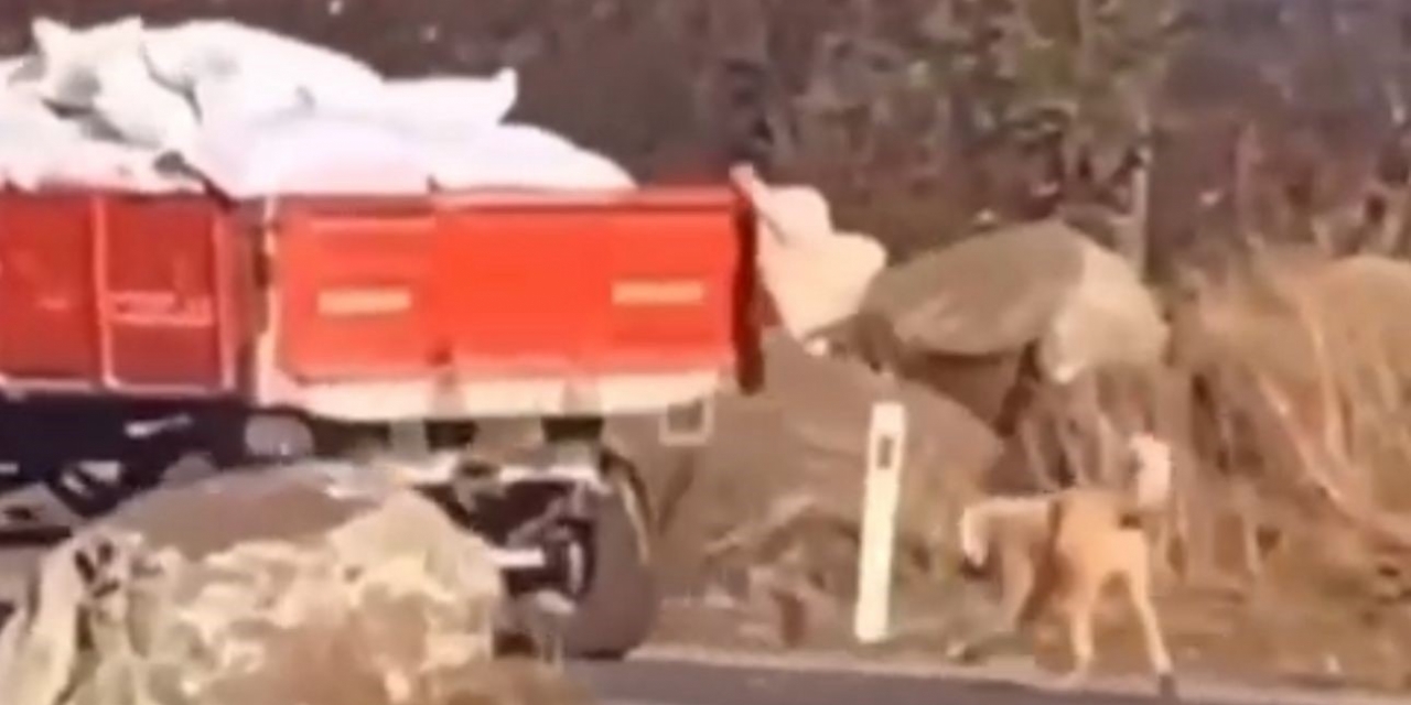Şanlıurfa’da Römorka Köpeği Bağlayıp Sürükleyen Şahsa Para Cezası Verildi
