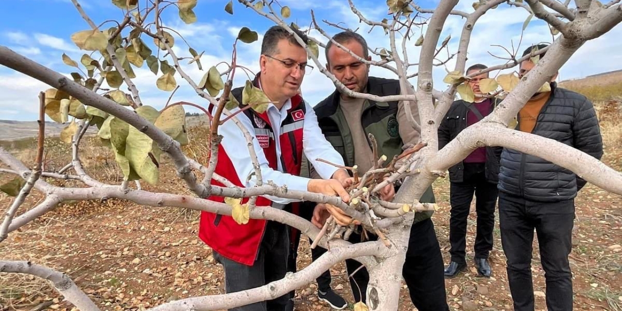 Şanlıurfa’da “yeşil Altın” İçin İlaçlama Uyarısı