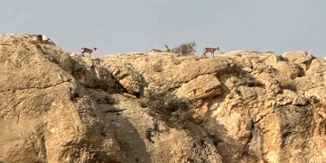 Malatya’da Yaban Keçileri Görüntülendi