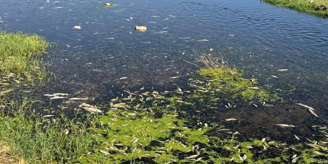 Balık Ölümlerine Neden Olan Fıstık Ve Zeytin Yağı Tesisine Ceza